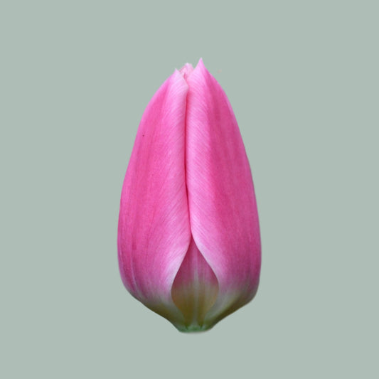 Tulip Matchmaker (50 Stems)