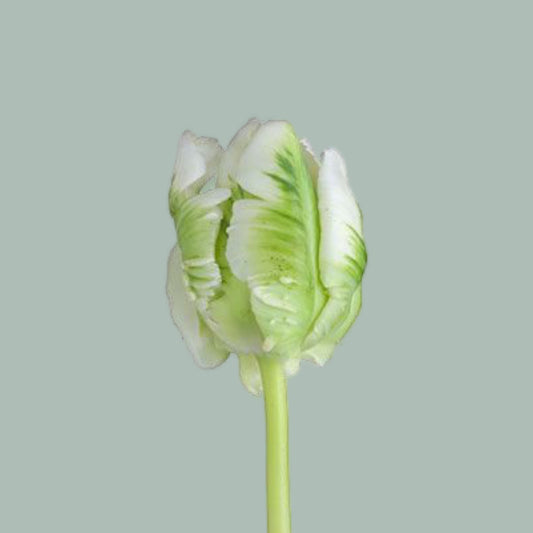 Tulip Parrot Super (50 Stems)