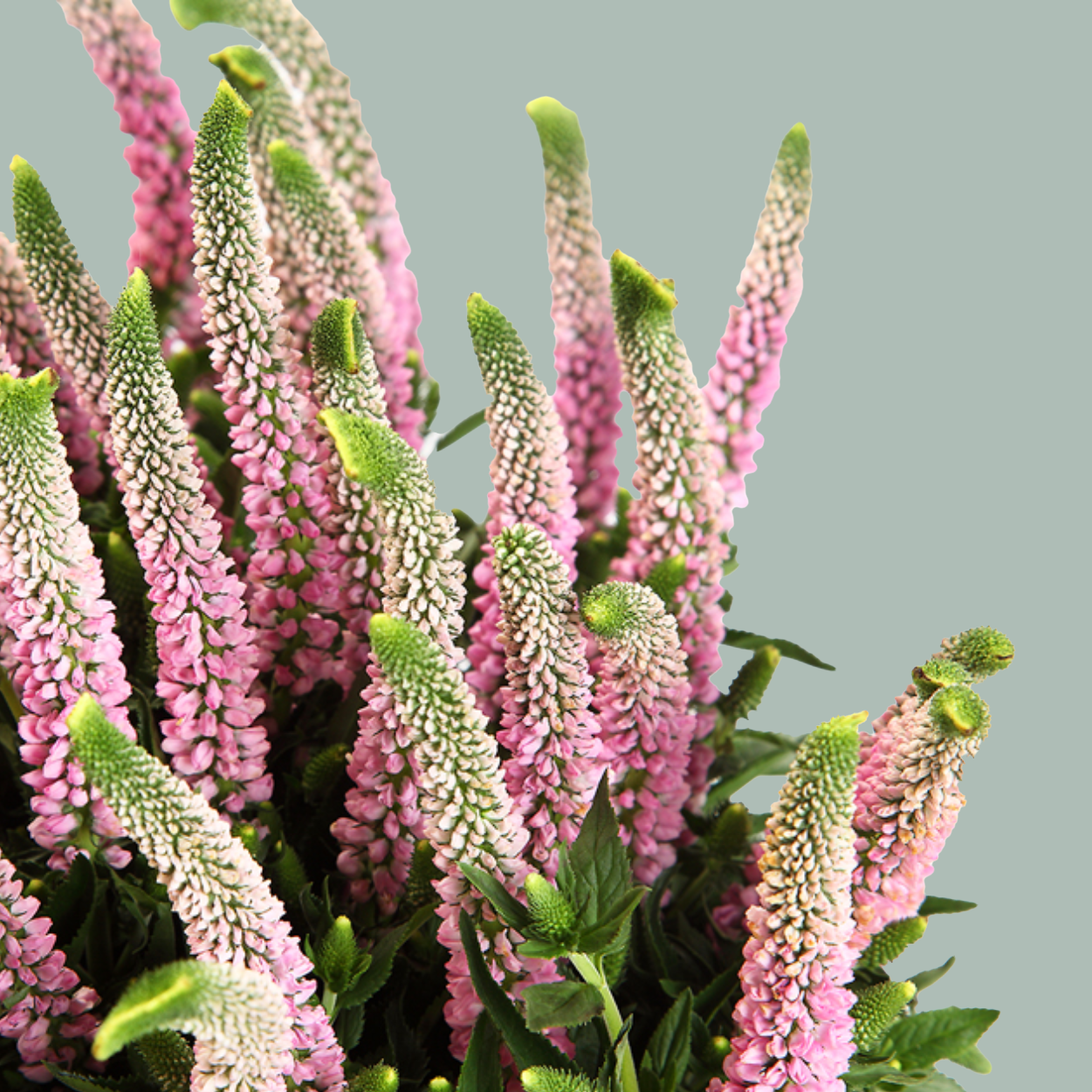 Veronica Smart Enjoyce (25 Stems)