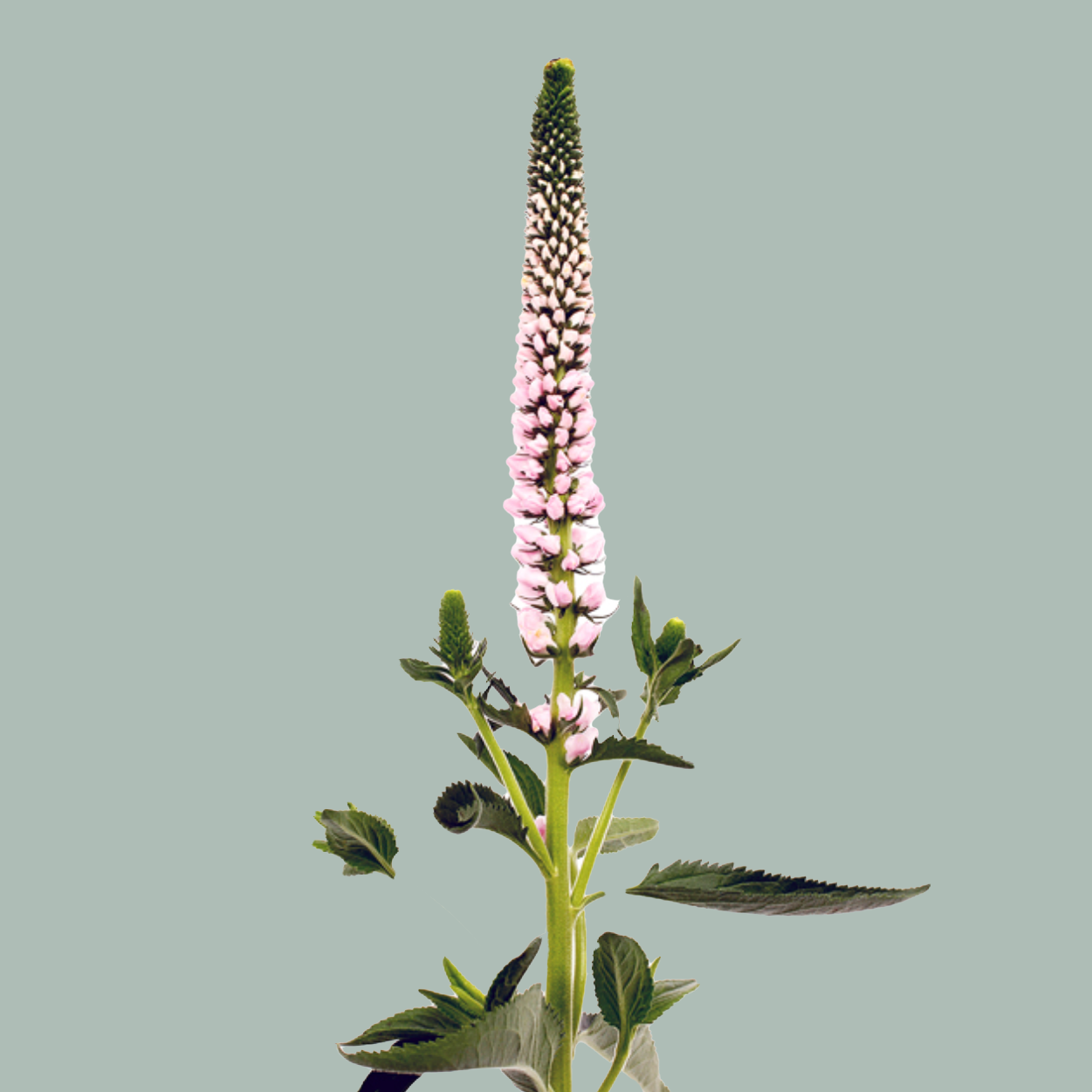Veronica Smart Enjoyce (25 Stems)