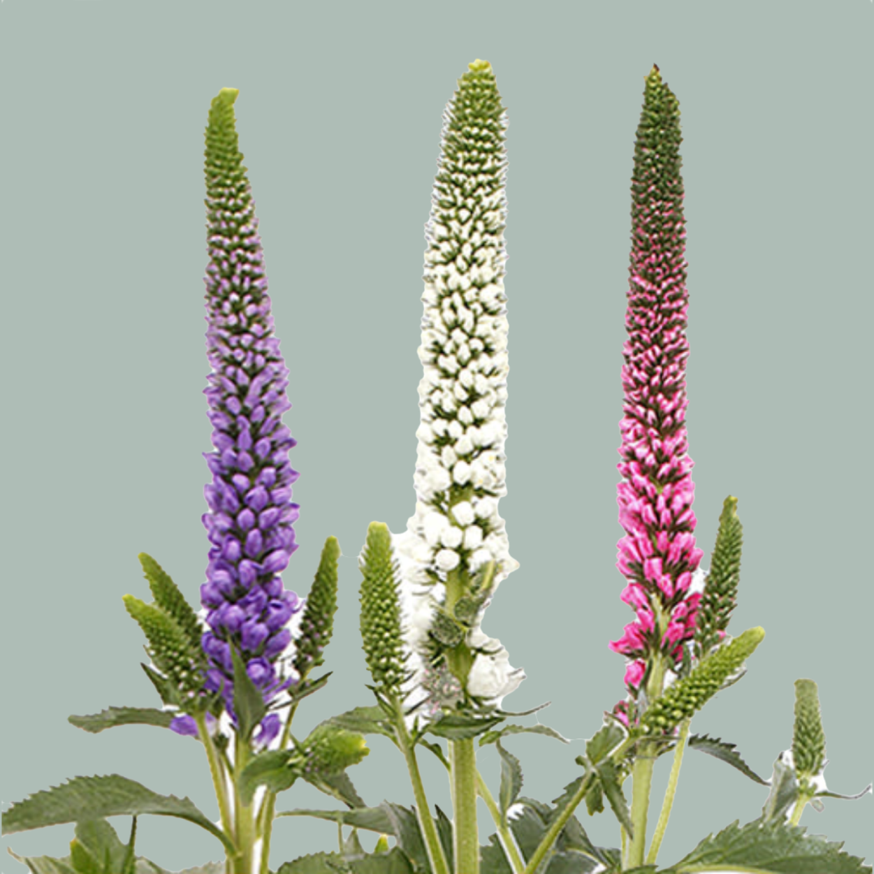 Veronica Smart Colours Mixed (25 Stems)