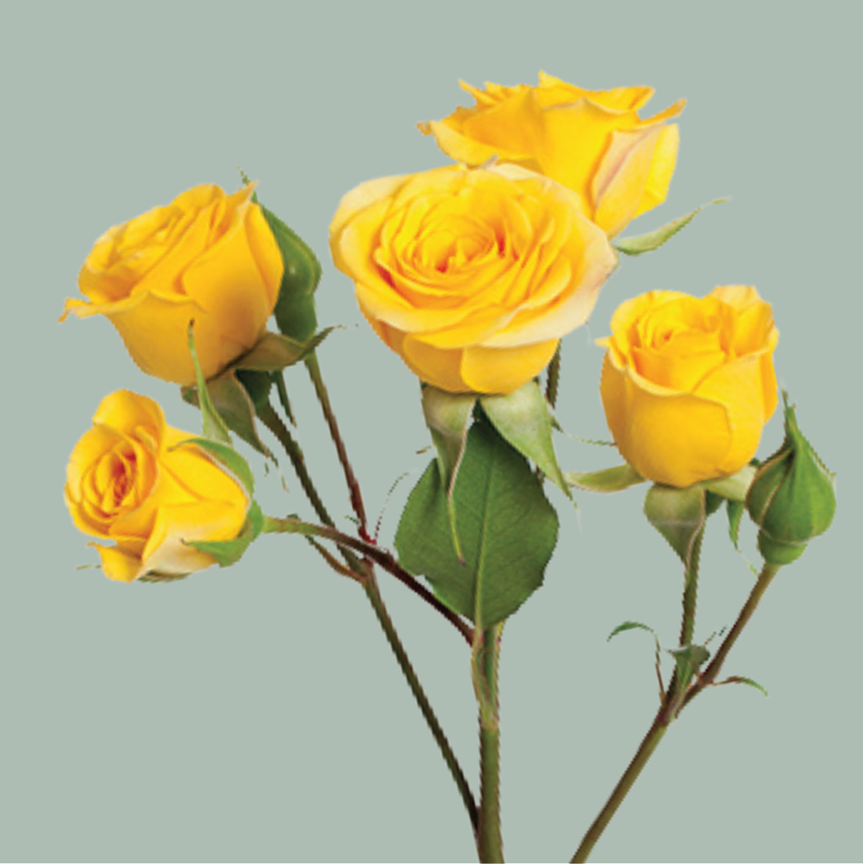 Rose Yellow Babe (Spray) (10 Stems)