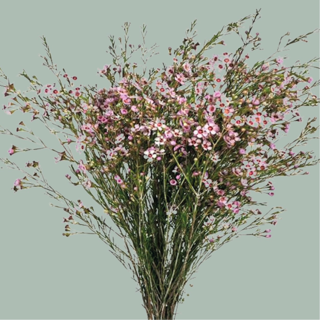 Waxflower Kerryn (25 Stems)