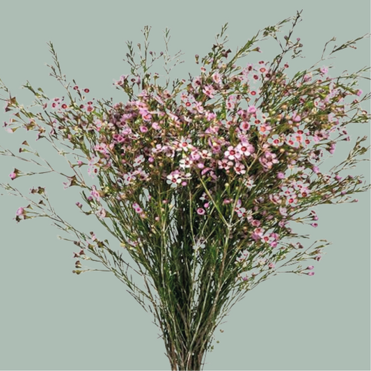 Waxflower Pink (25 Stems)