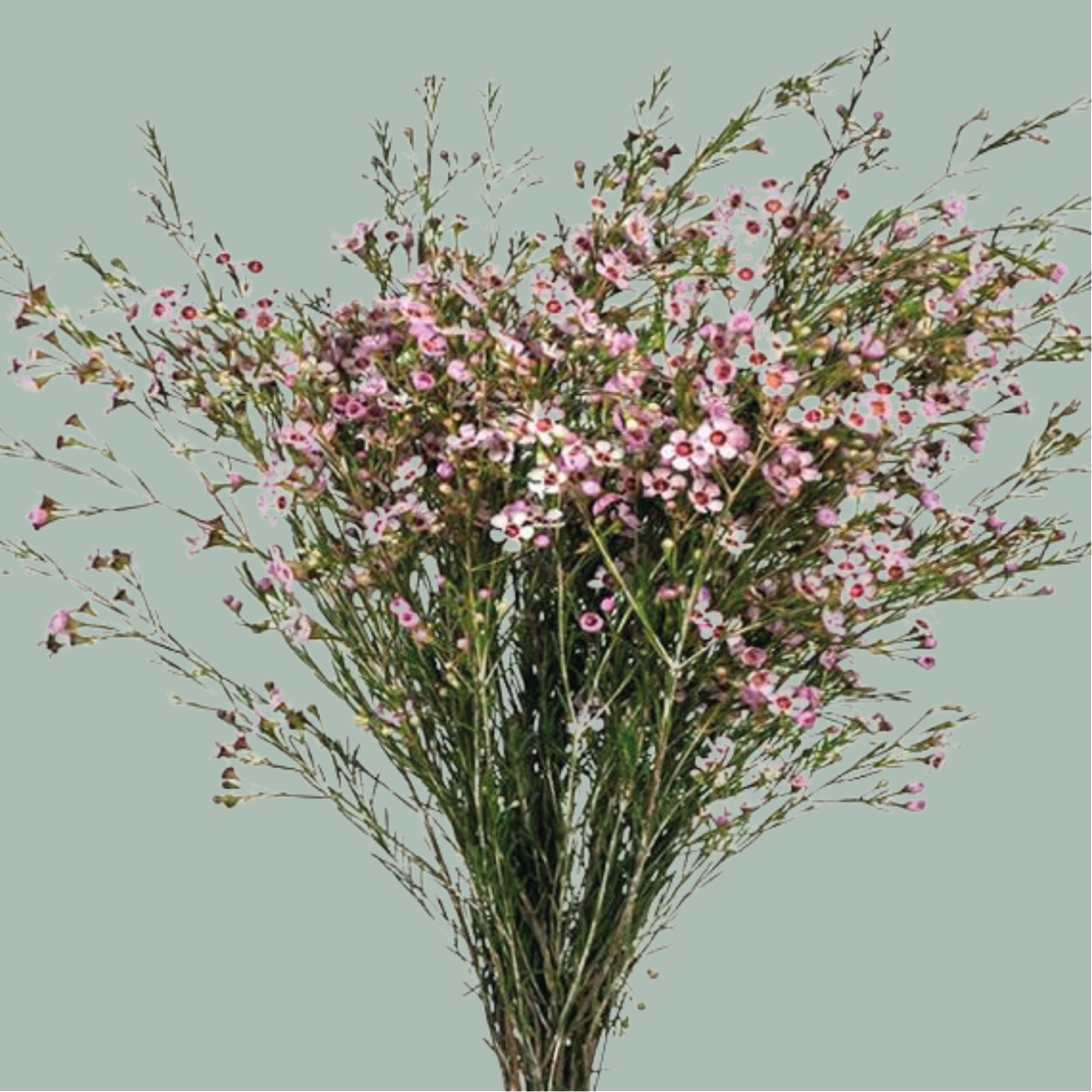 Waxflower Pink (25 Stems)