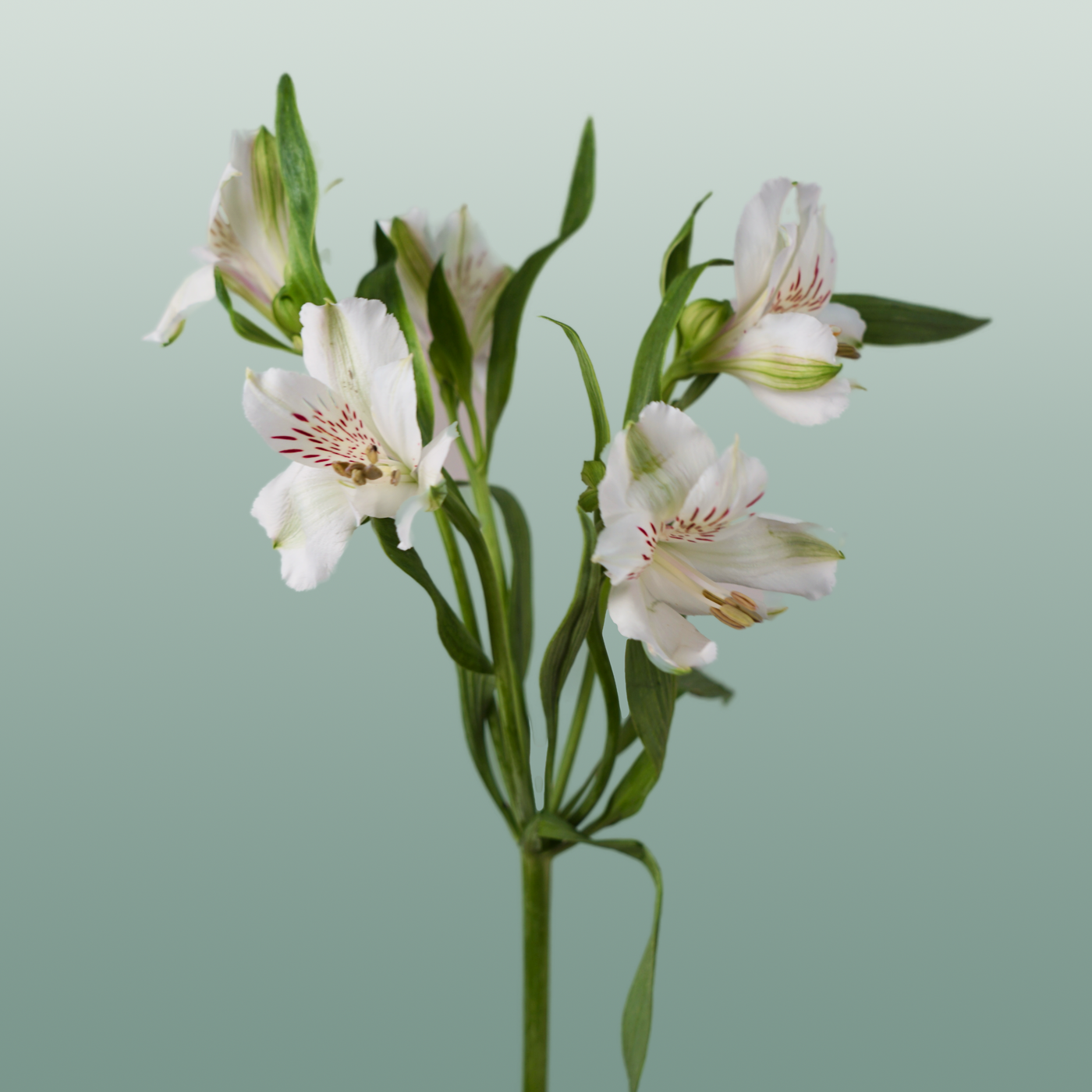 Alstroemeria
