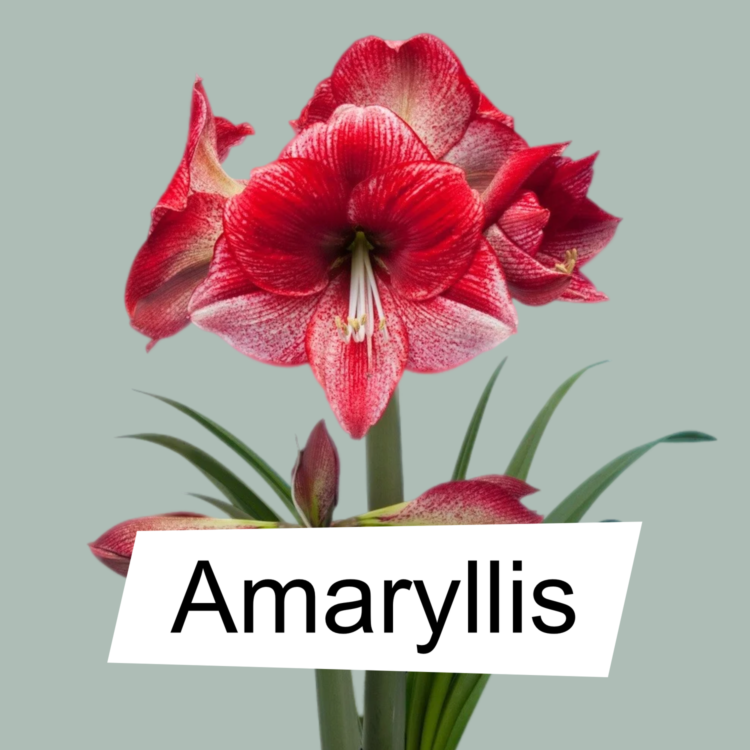 Amaryllis