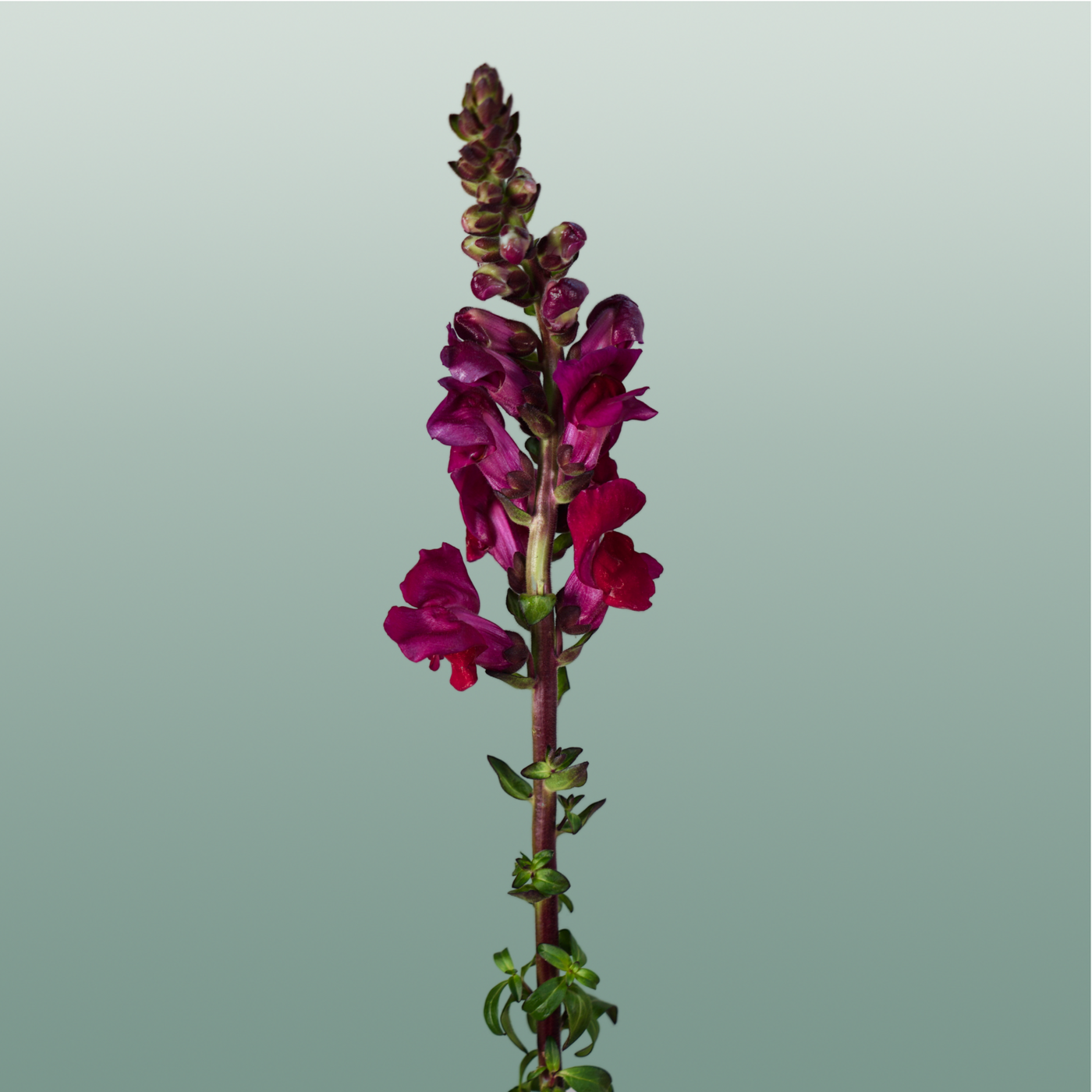 Antirrhinum