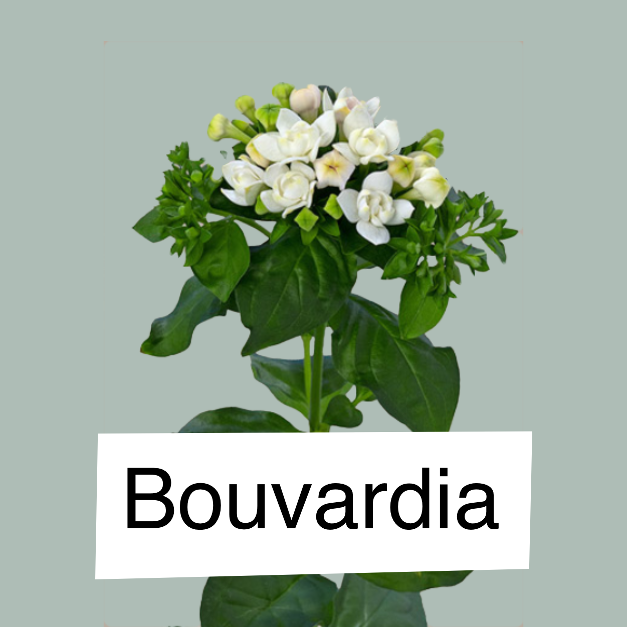 Bouvardia