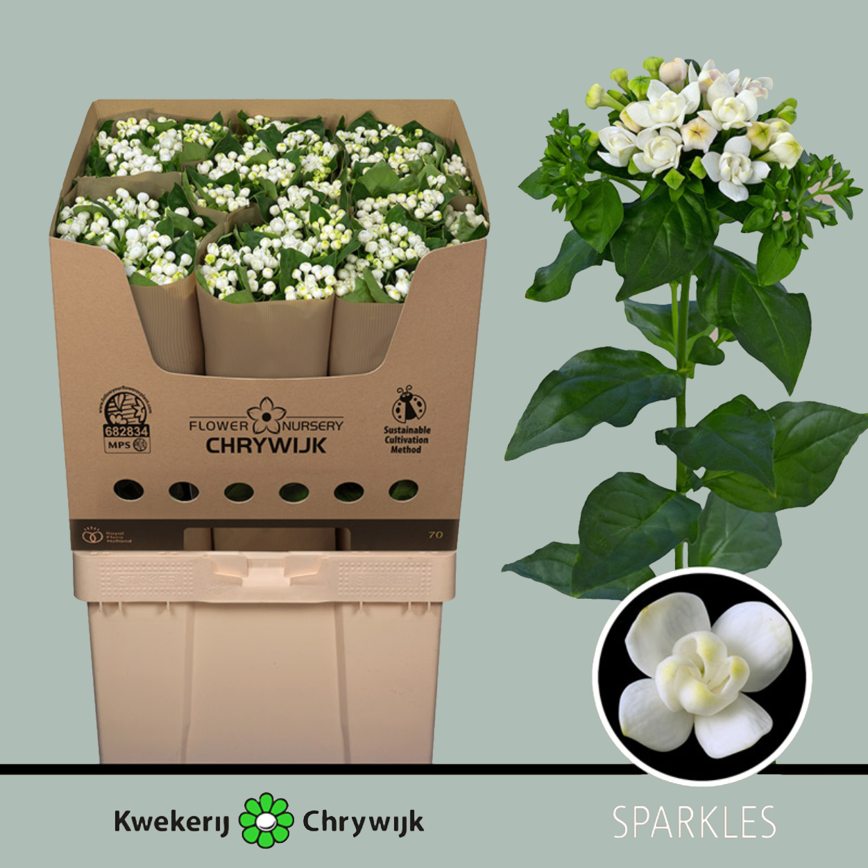 Bouvardia
