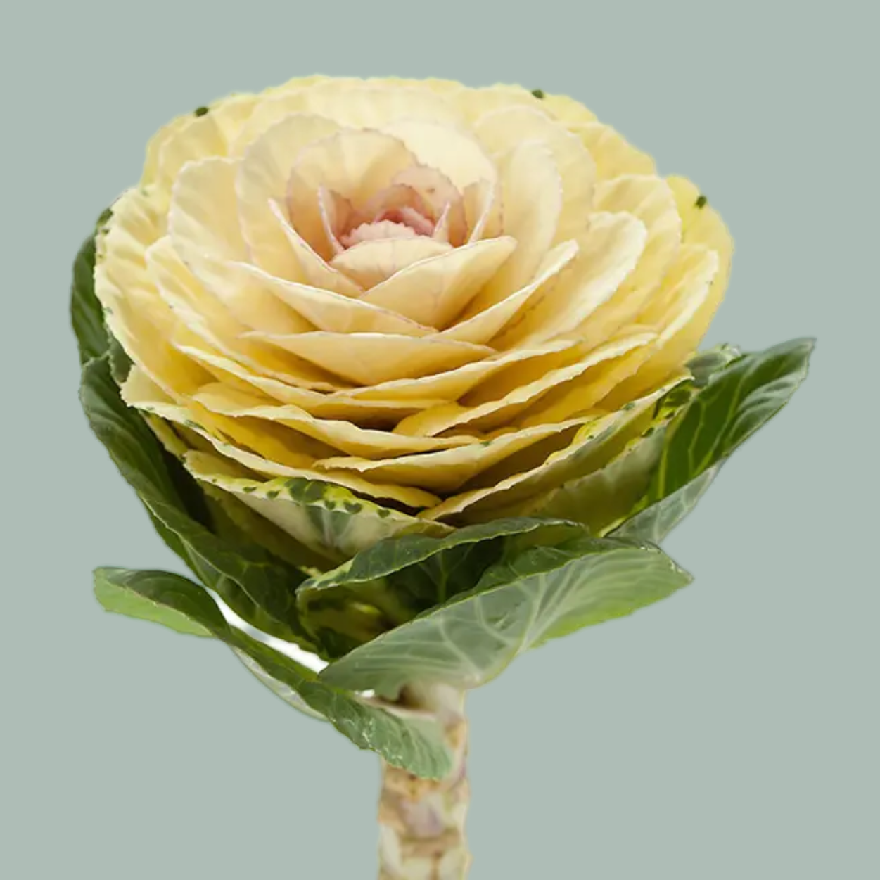 Brassica