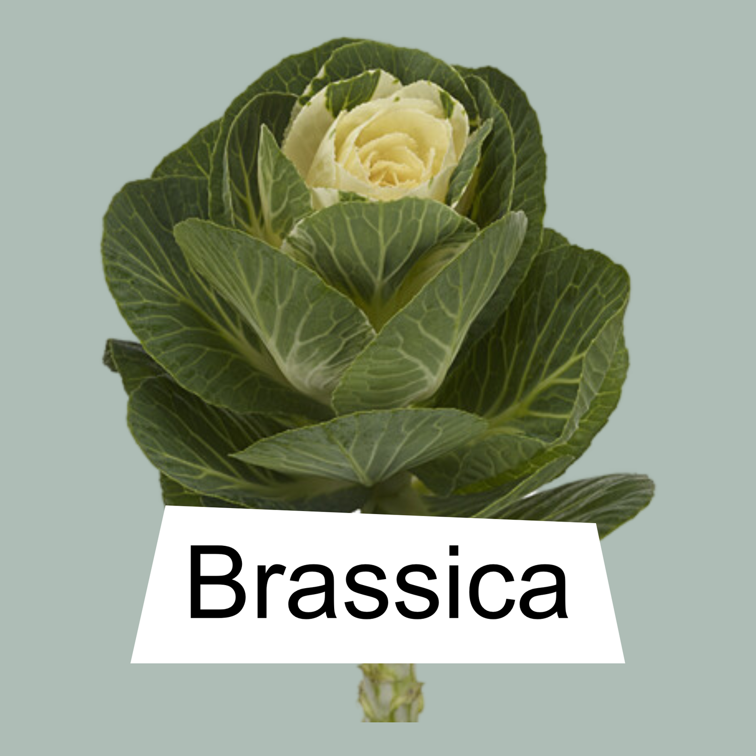 Brassica