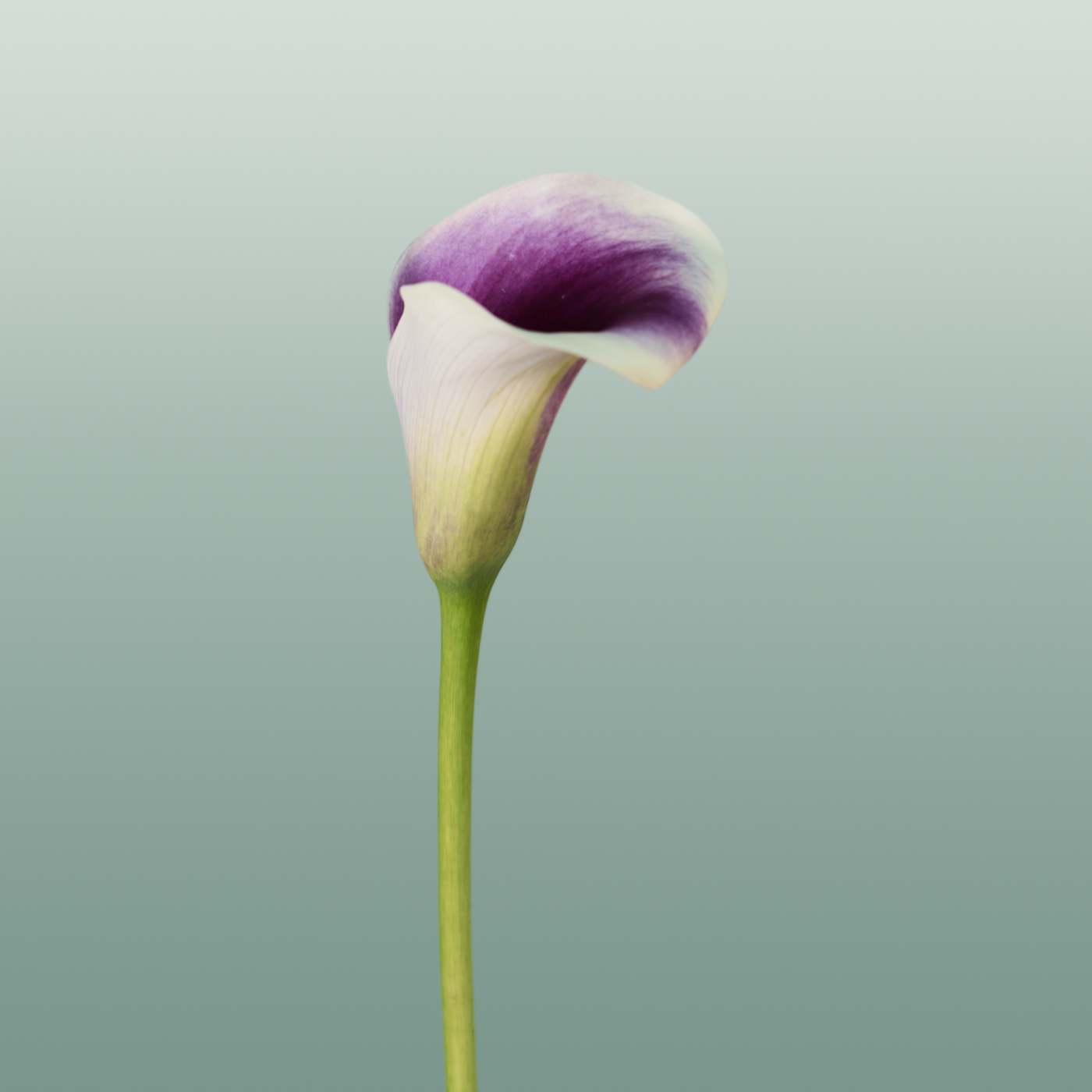Calla Lily