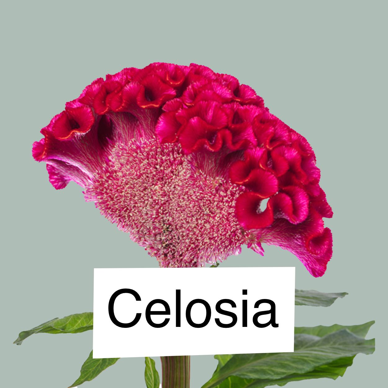 Celosia