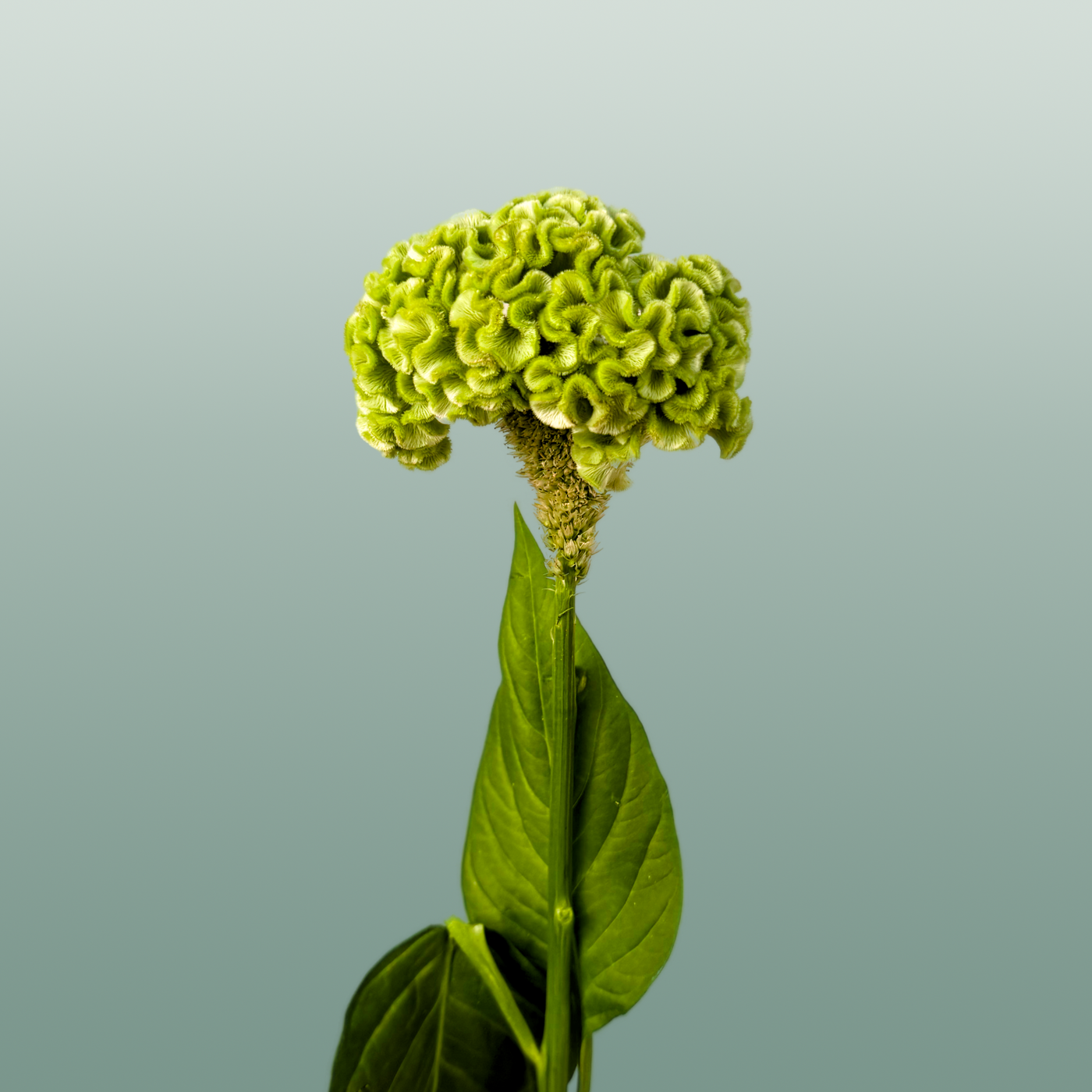 Celosia