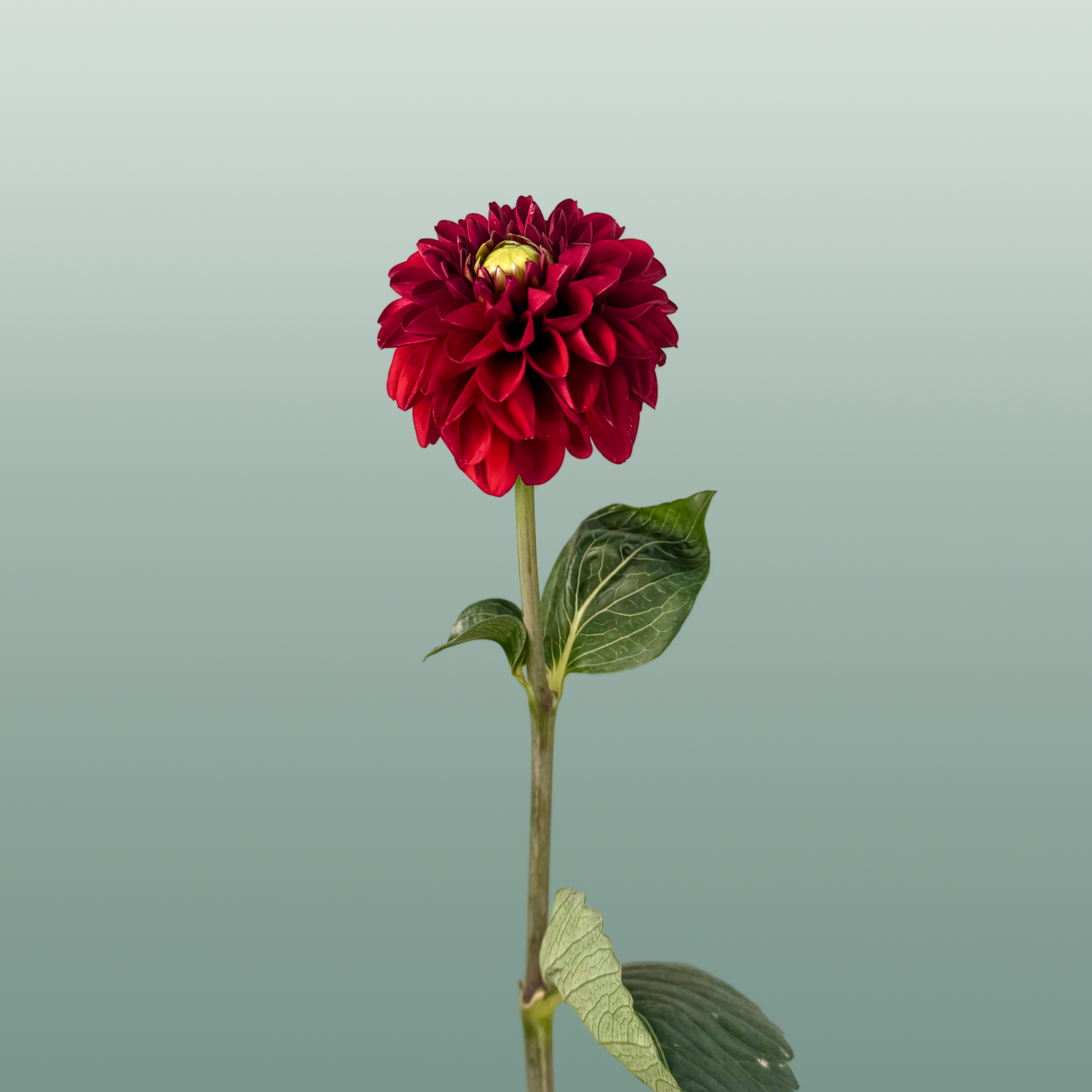 Dahlia