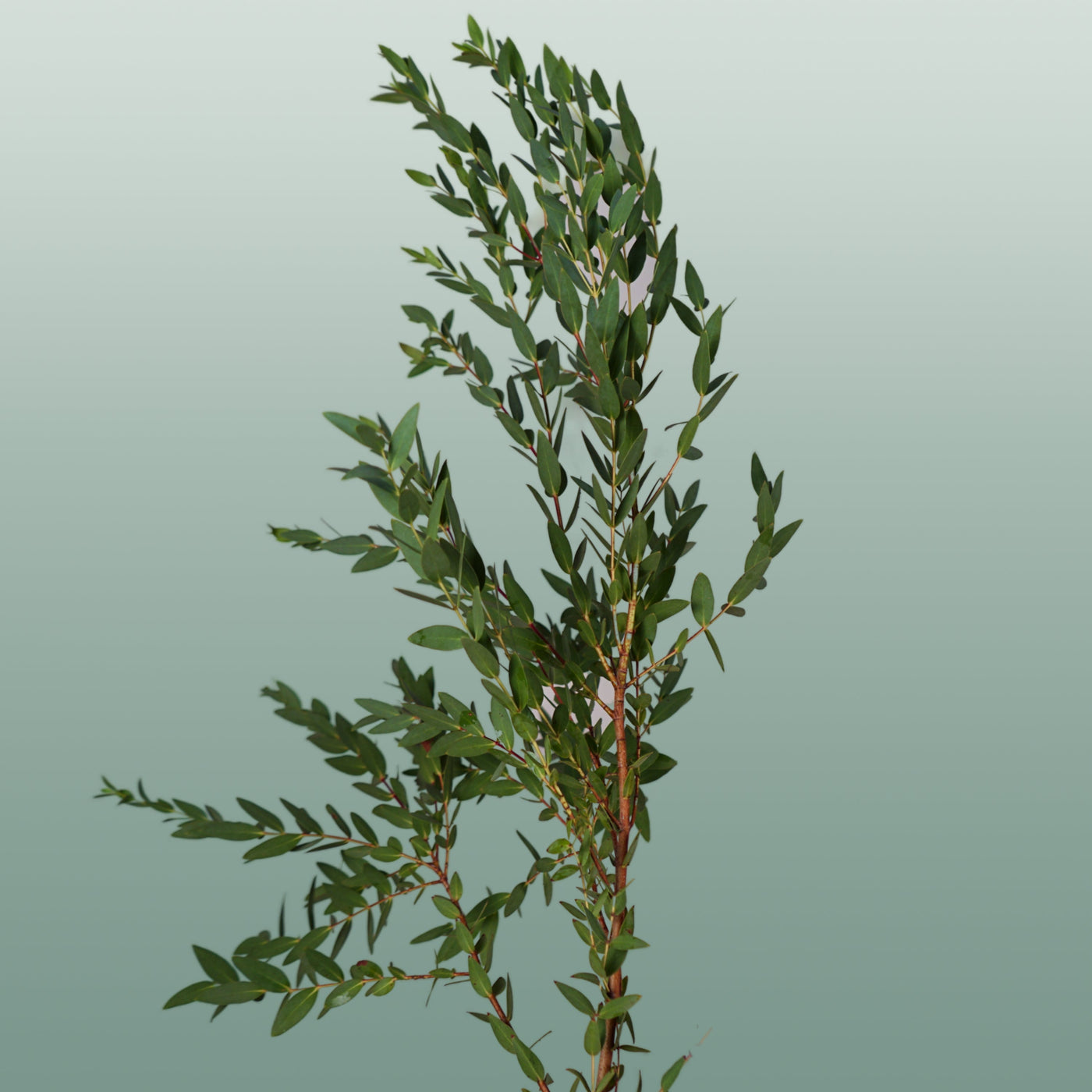Foliage