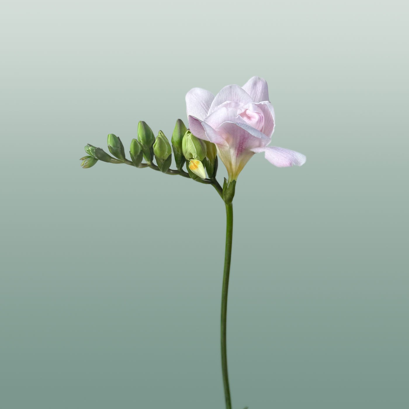 Freesia