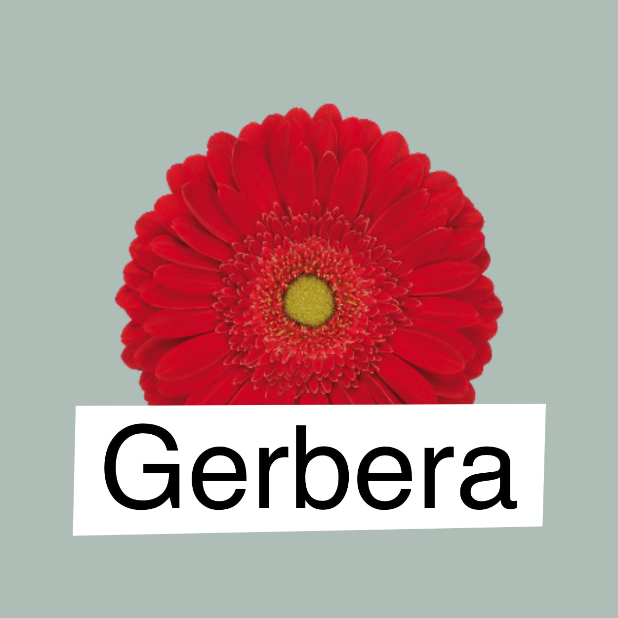 Gerbera Large