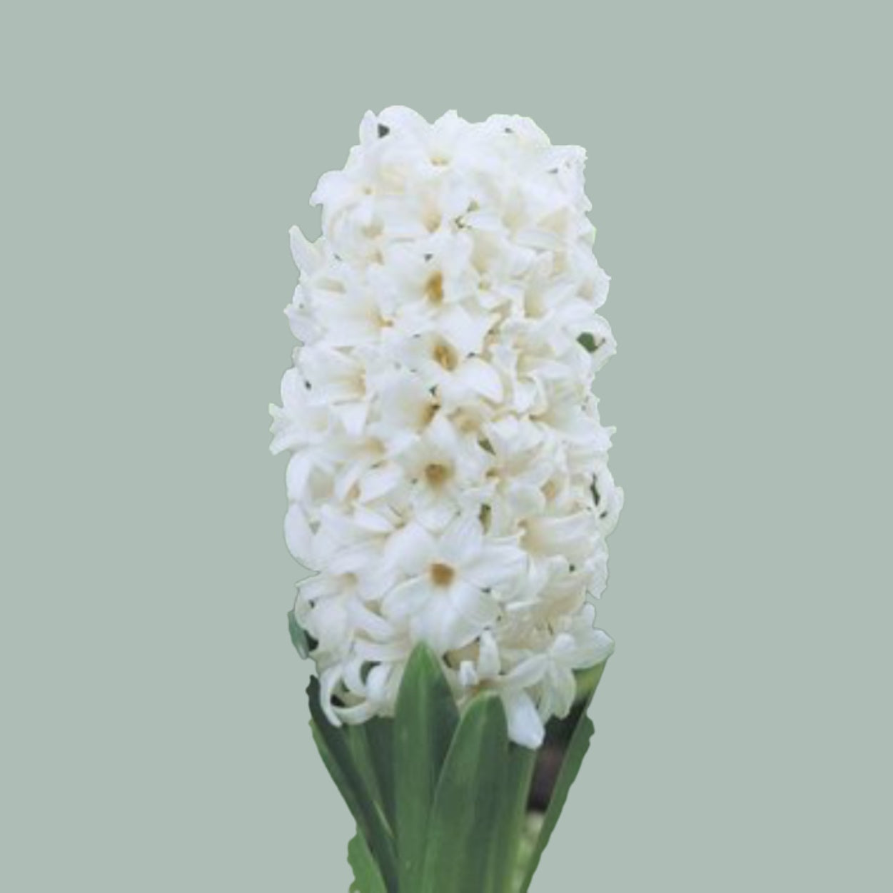 Hyacinth