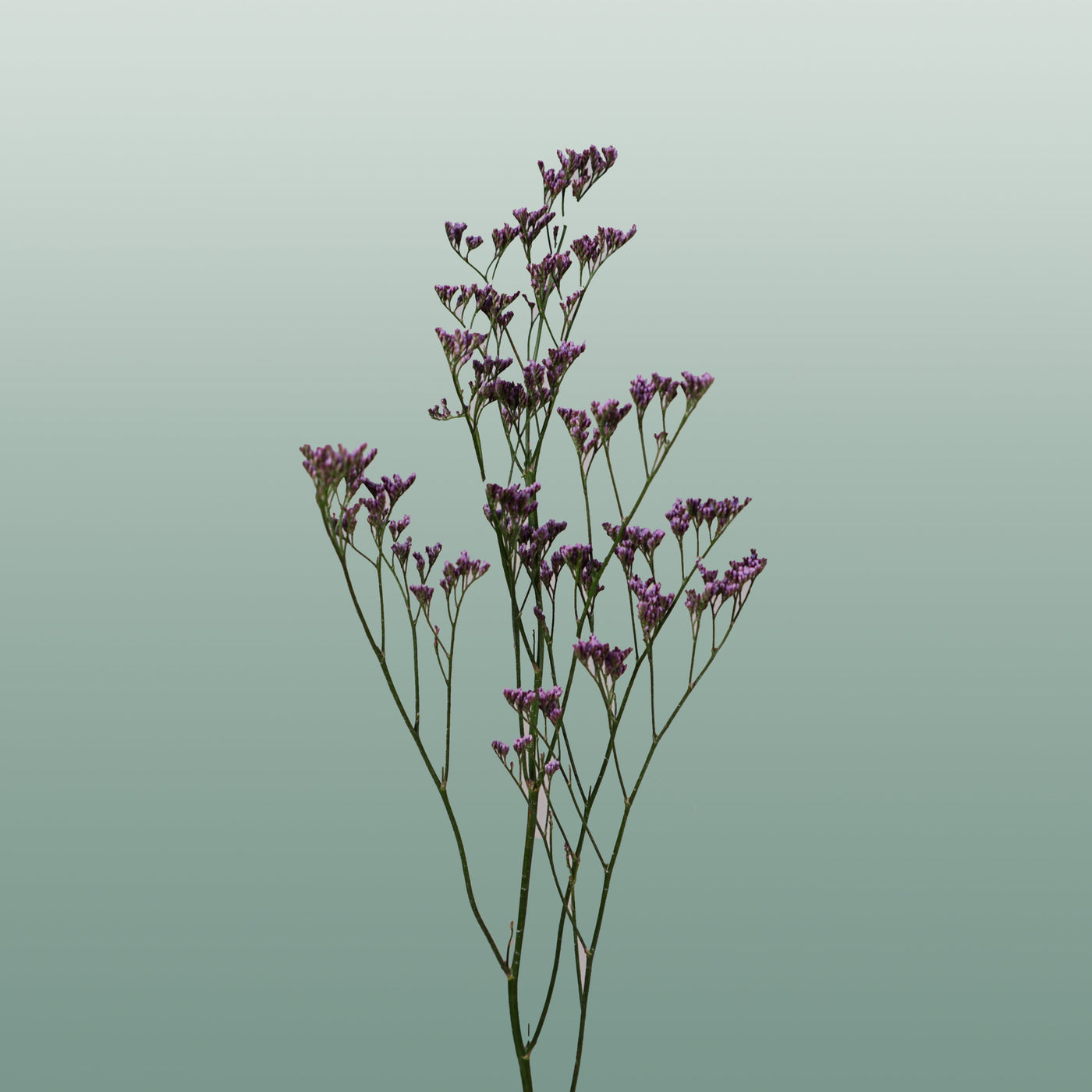 Limonium