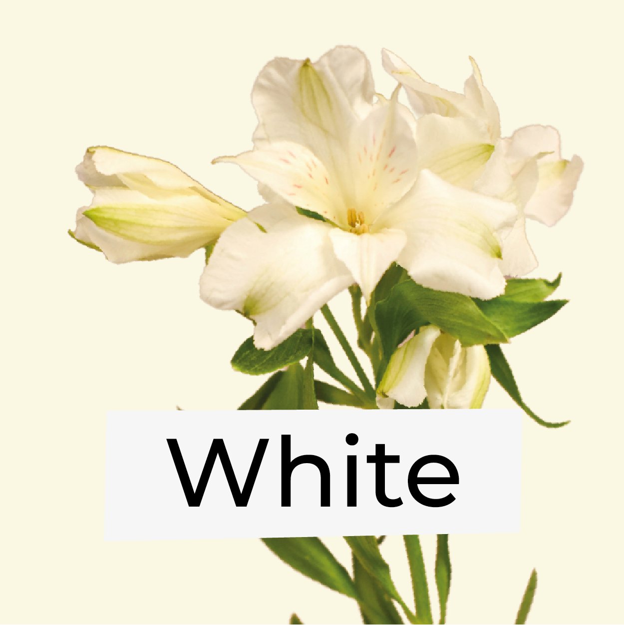 White Flowers