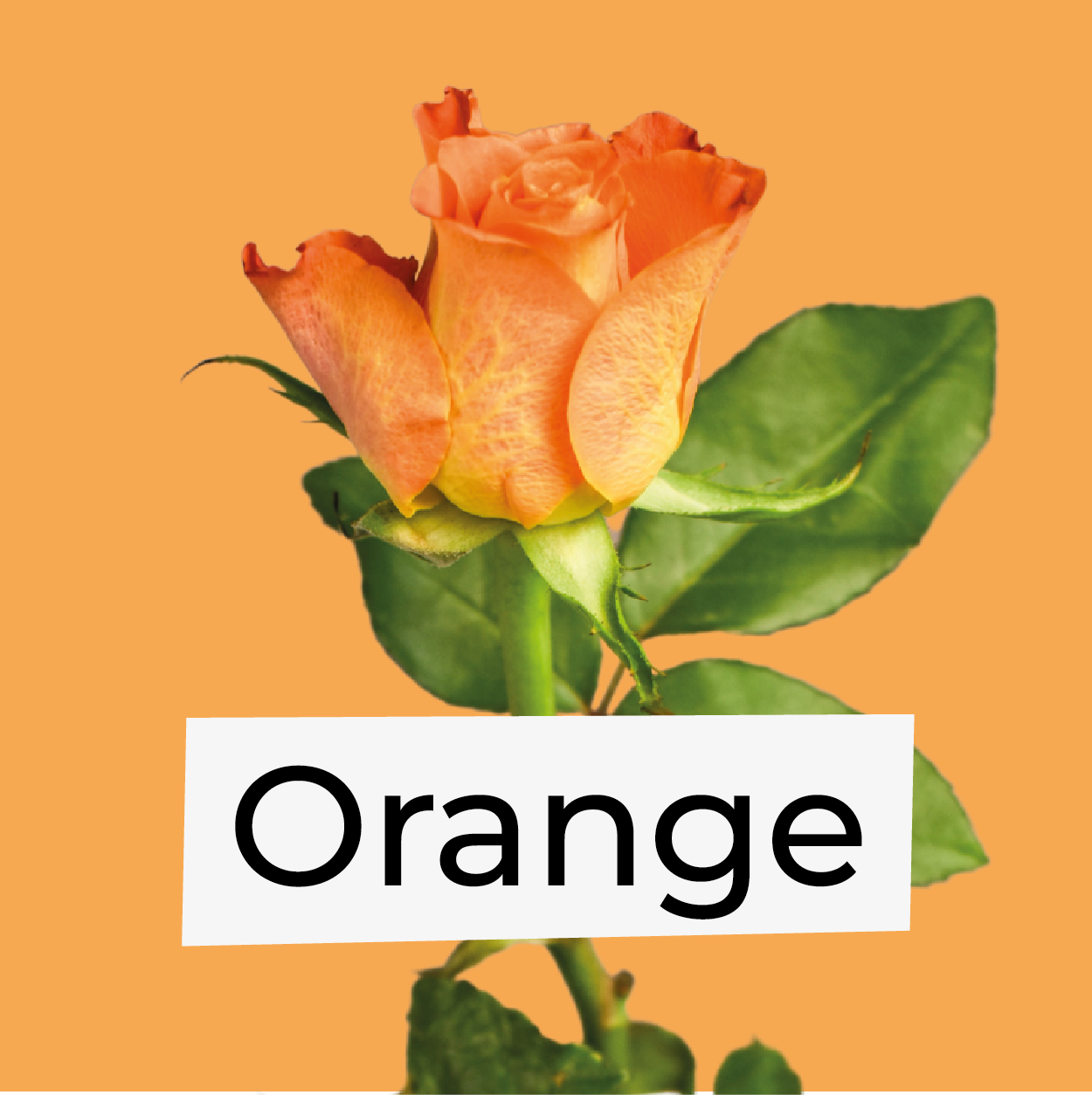 Orange Flowers