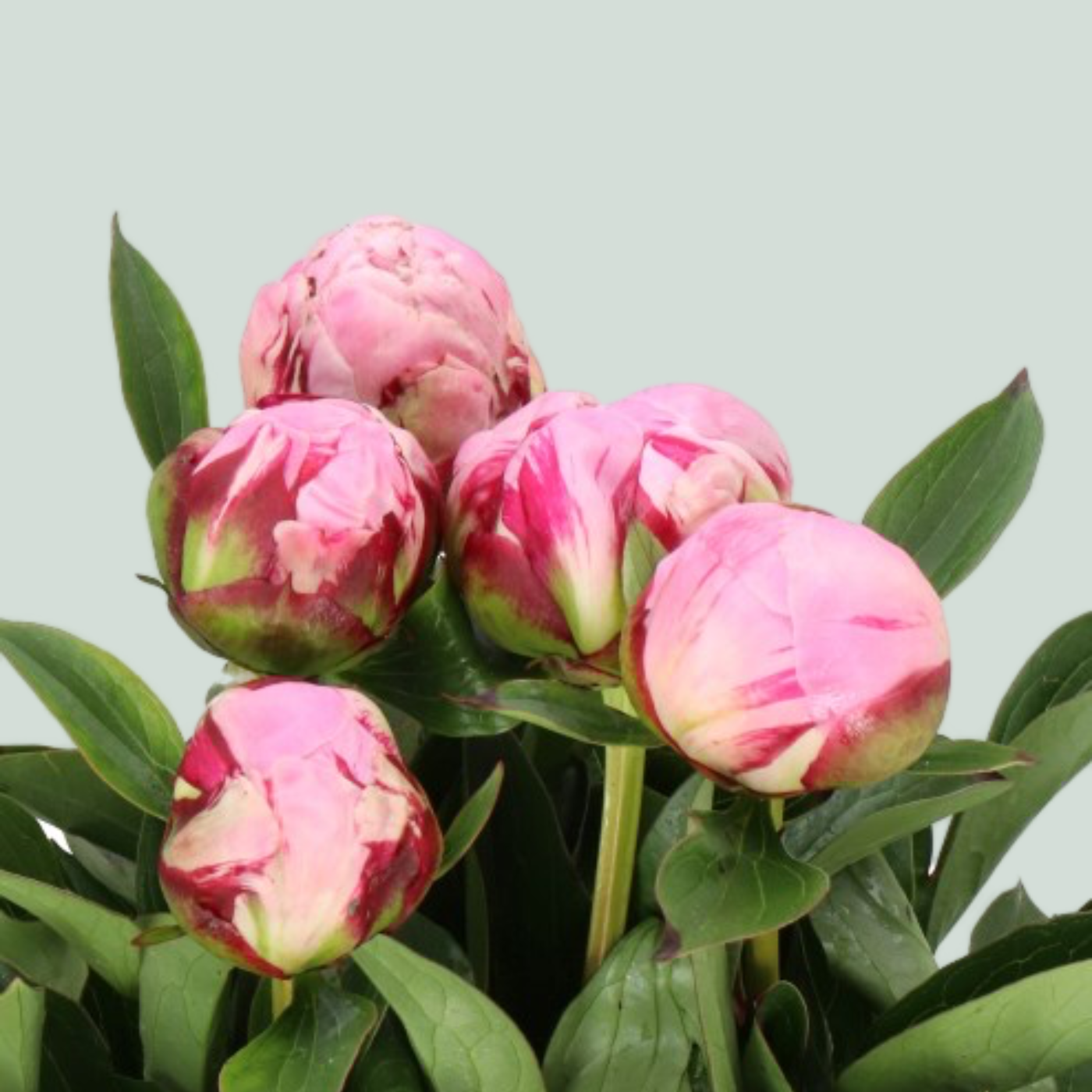 Peony