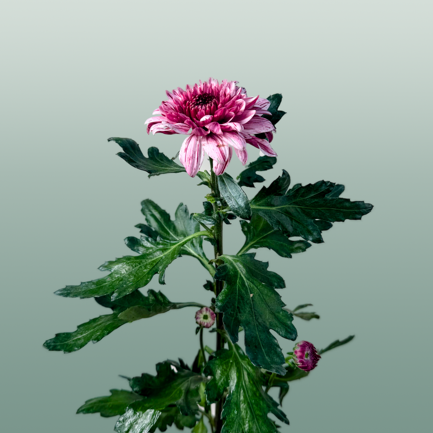 Blooms