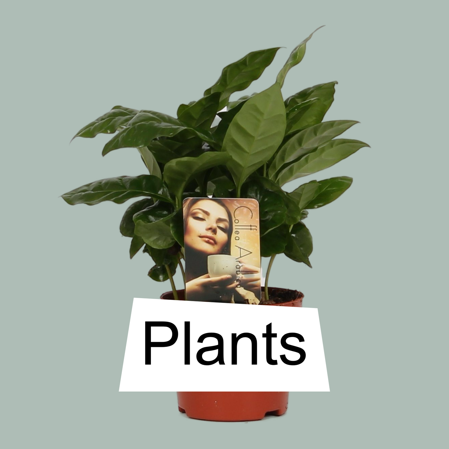 Plants