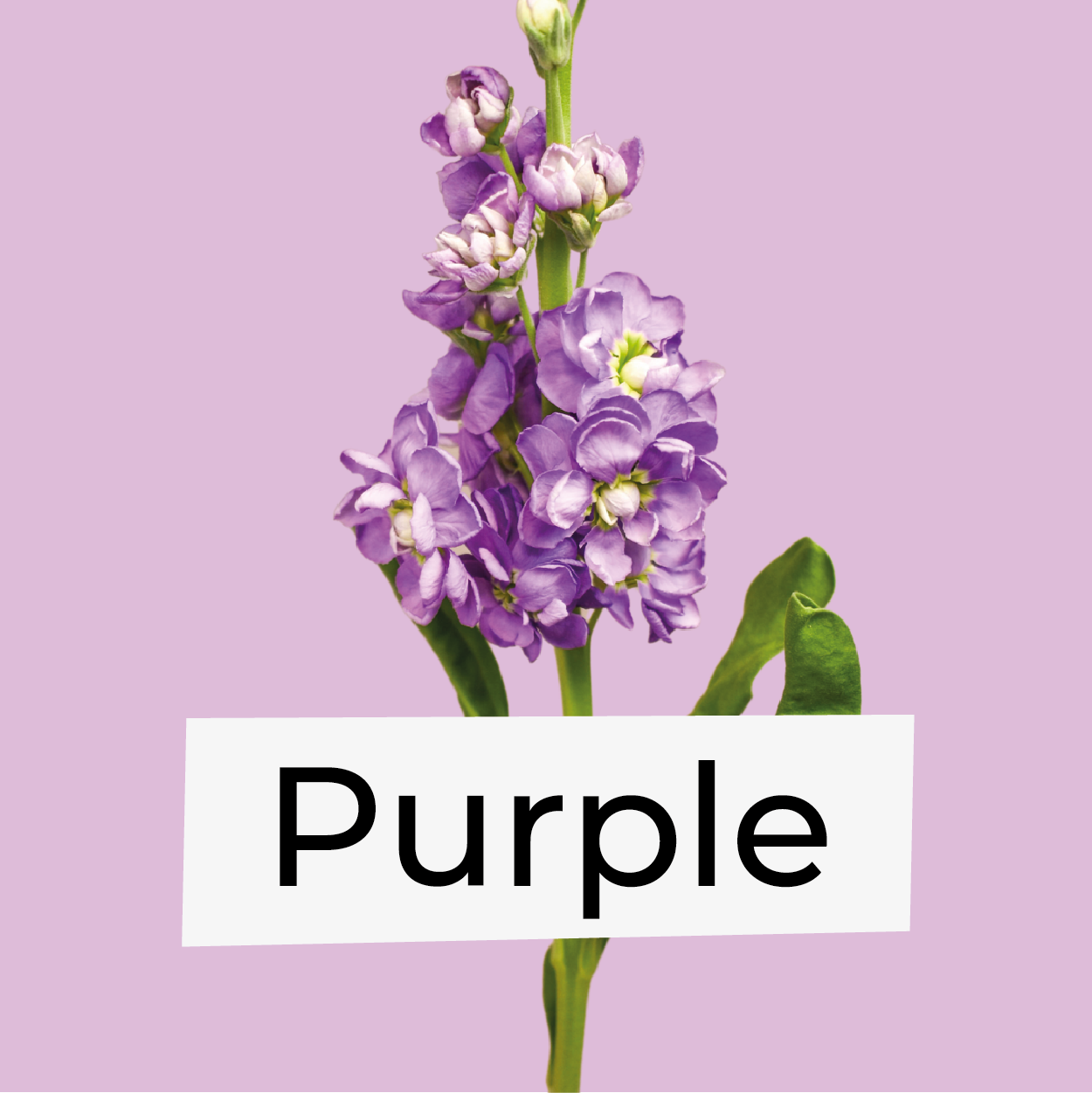 Purple Flowers
