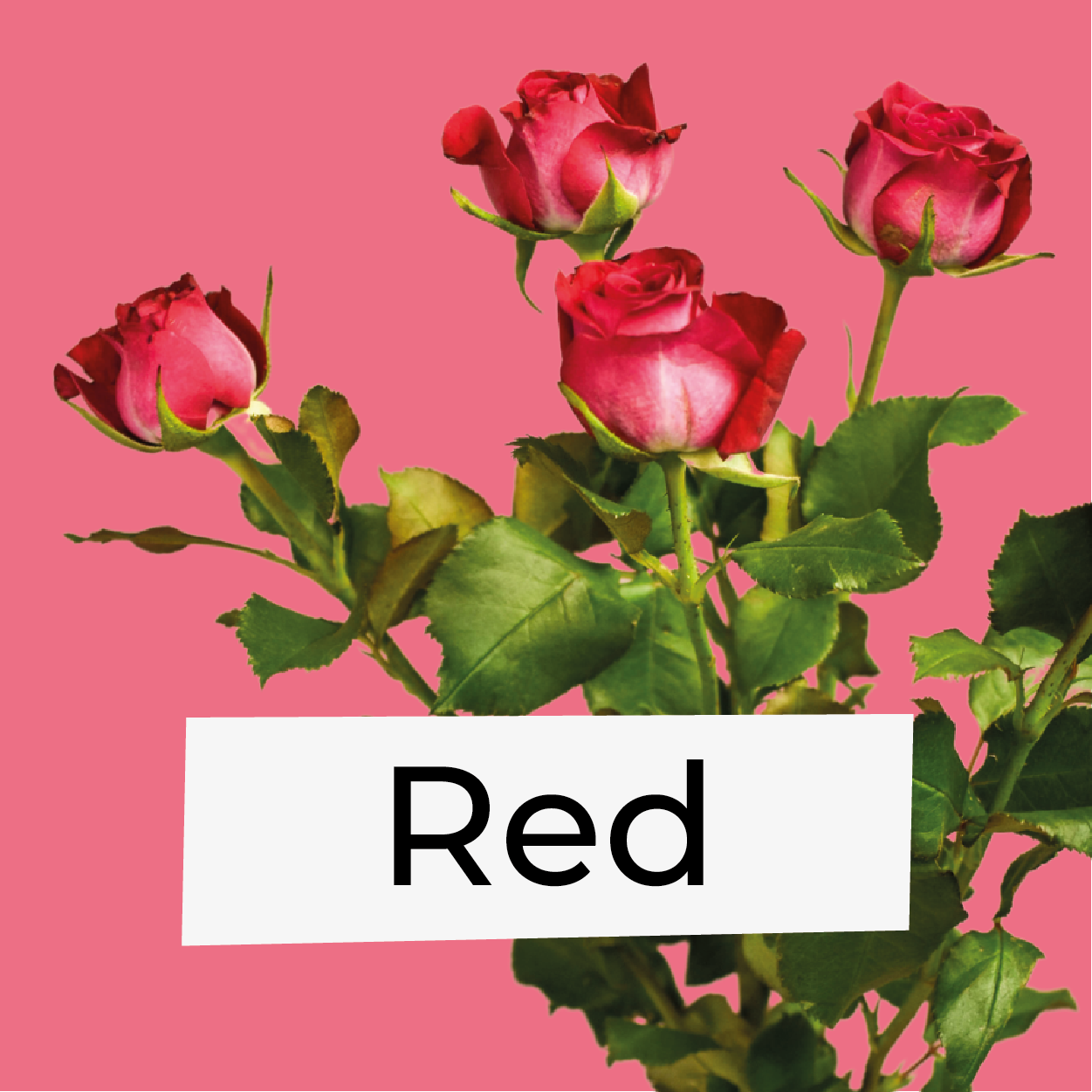 Red Flowers
