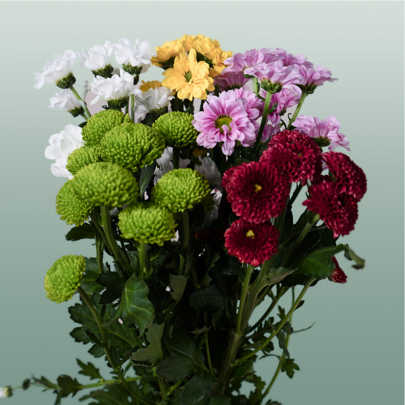 Chrysanthemum