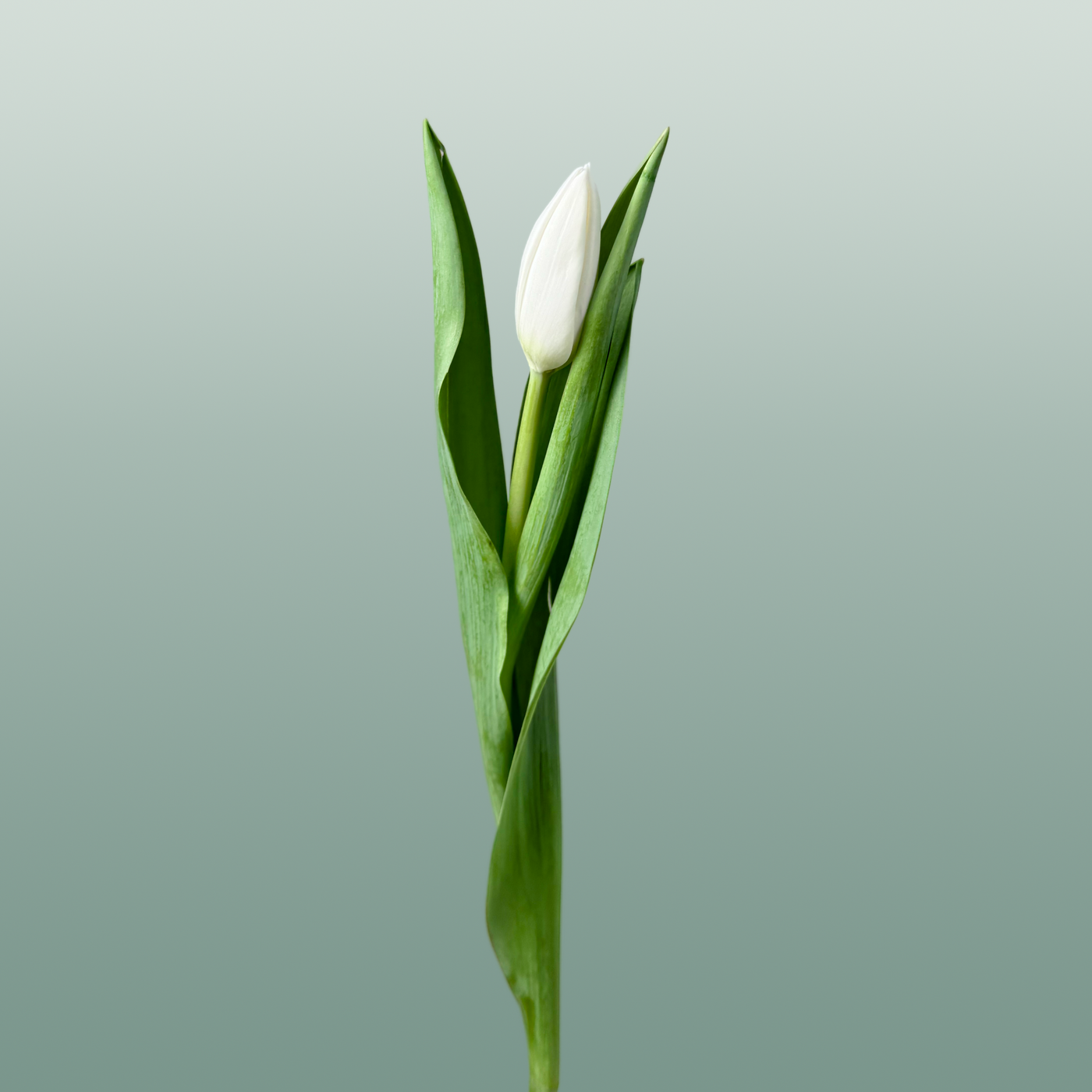 Tulip