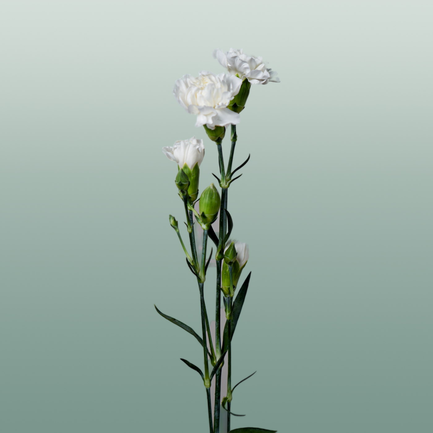 Carnation Spray