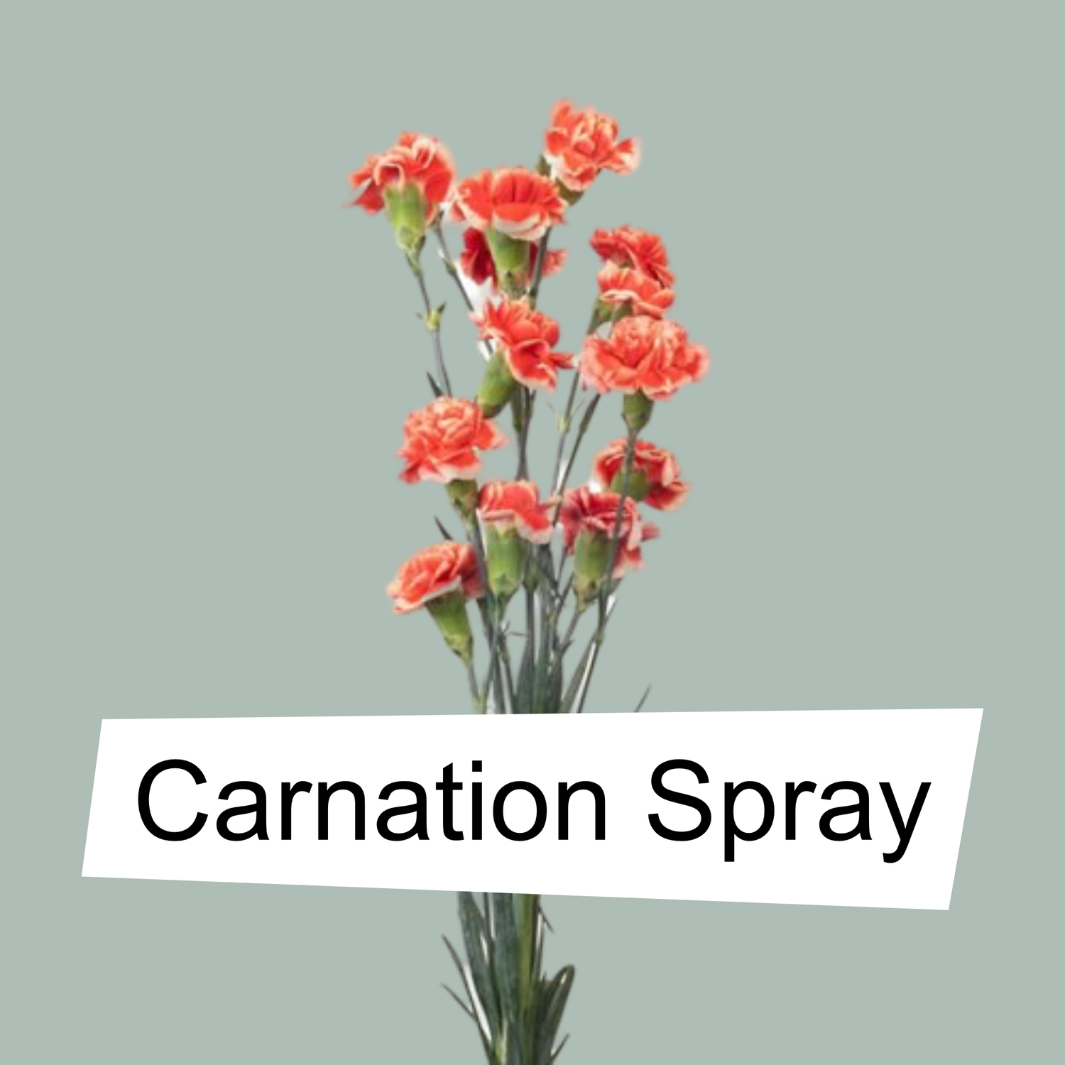 Carnation Spray