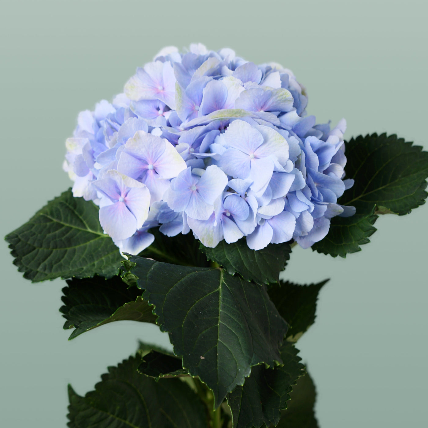 Hydrangea