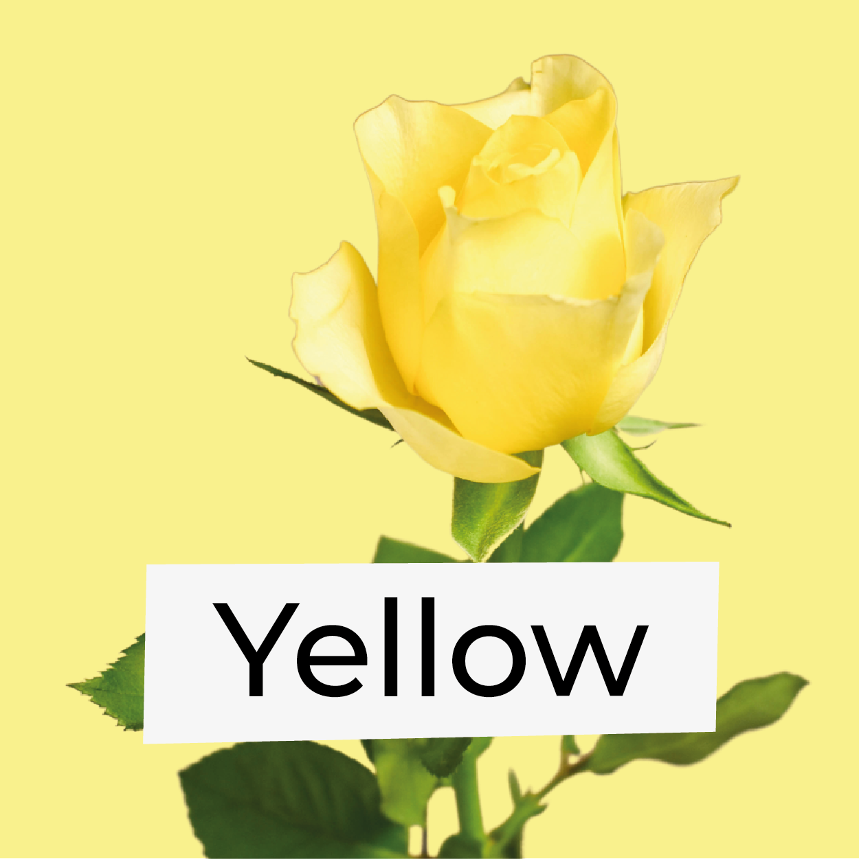 Yellow Flowers