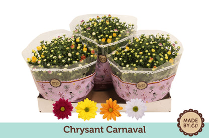 Chrysanthemum Gemengd Carnaval
