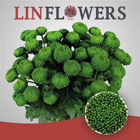 Spray Chrysanthemum - Chrysanthemum - Deligreen