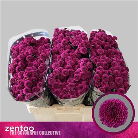 Santini Chrysanthemum - Chrysanthemum - Dekpurpetta