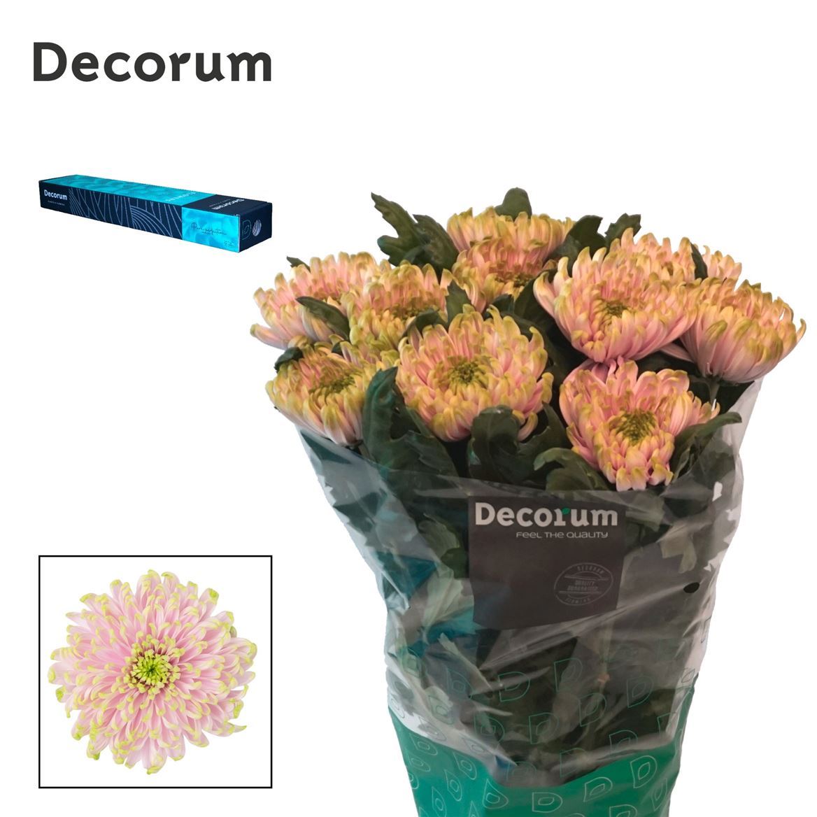 Chrysanthemum - Charlotte