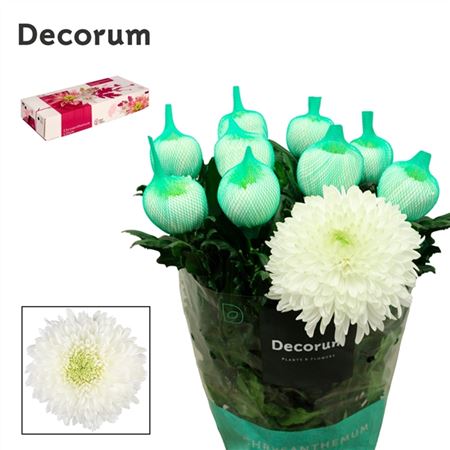 FeedSync:wholesale:7cf59c470ba75ac65d2561ed6070d8d5179f3daa
