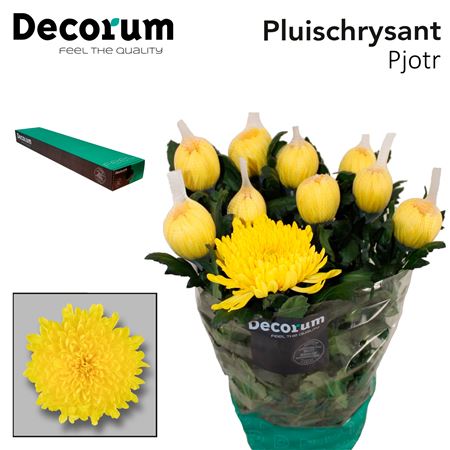 Chrysanthemum - Chrysanthemum - Dekpjotr