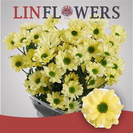 Spray Chrysanthemum - Chrysanthemum - Chic Cream