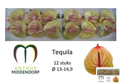 Anthurium Tequila Cut Flowers – 45cm Stems