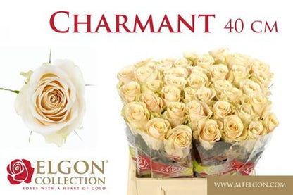 FeedSync:wholesale:f03568ee1c763bbfc2f57204d63e95c78f6c401a
