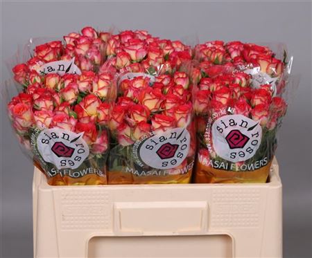 Spray Rose - Rosa - Summer Dance