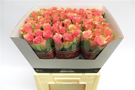 Rose Belle Rose (20 Stems)