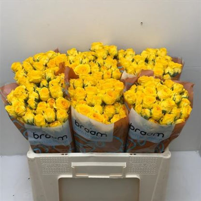 Spray Rose - Rosa - Ramona